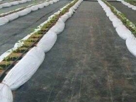 Vải Geotextile PET thoát nước cho cỏ dại và giữ nước